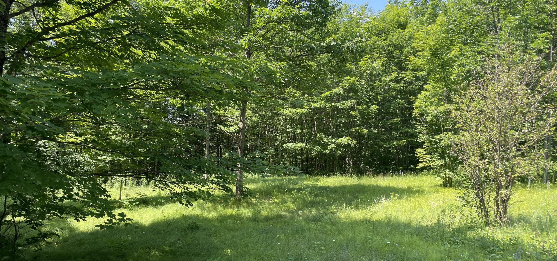 Partially cleared, grassed building lot surrounded by beautiful mature trees.
