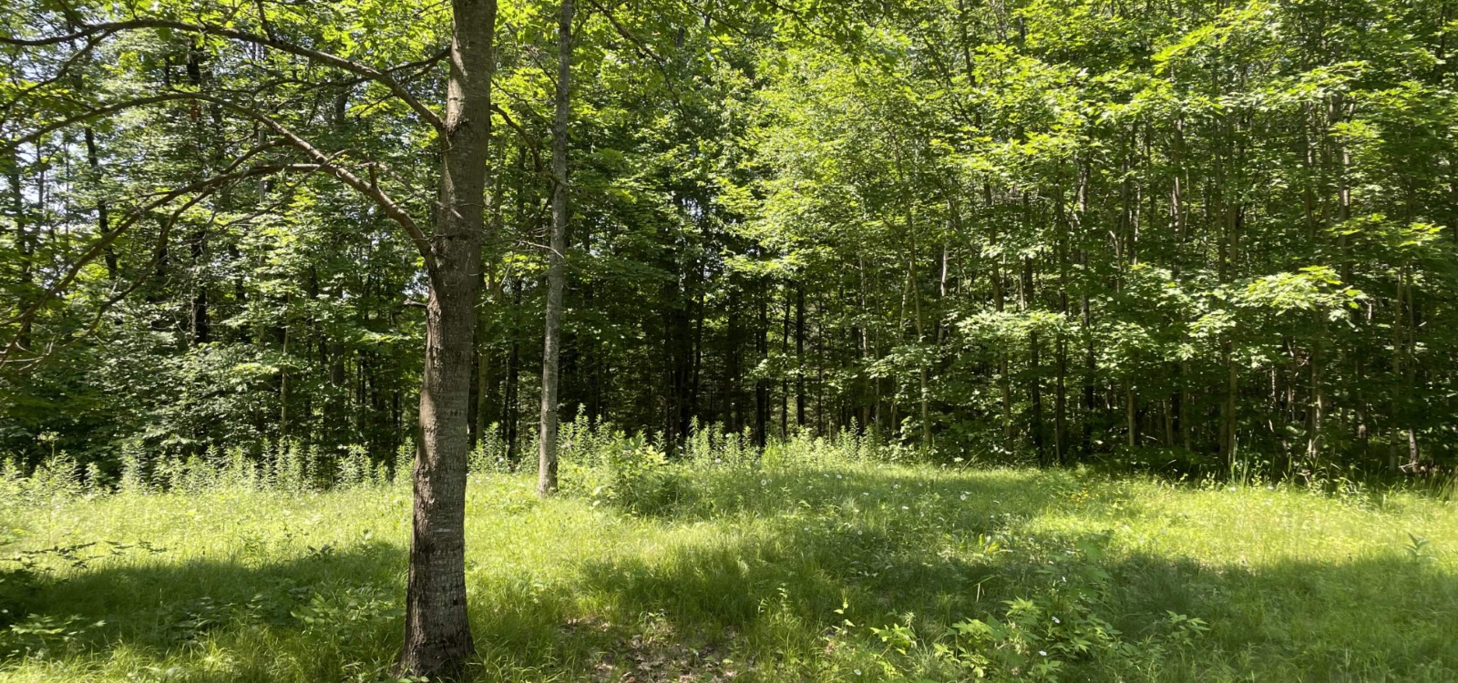 green grass lot with some trees full of green leaves