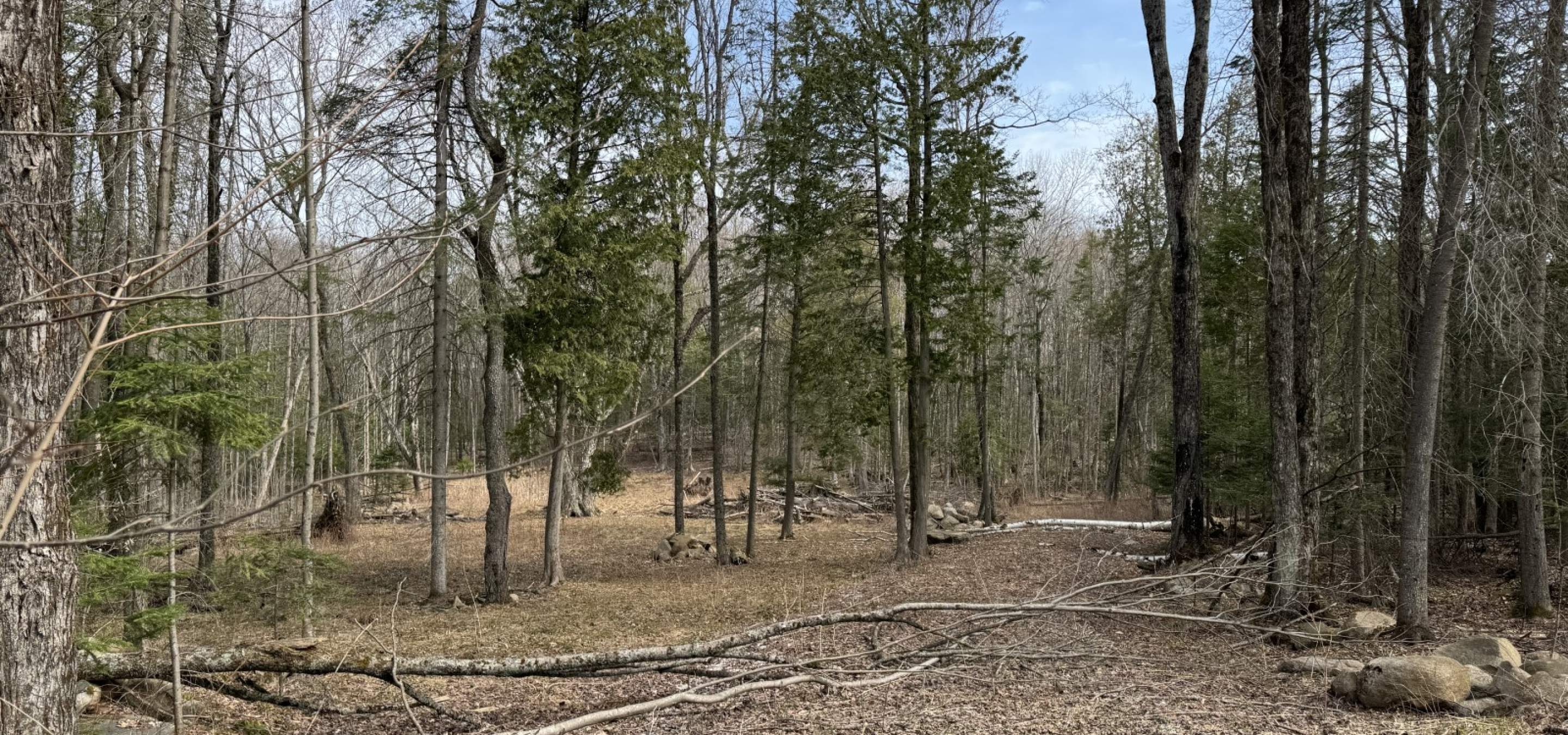 Cleared building site amongst trees with leaves on the ground. 