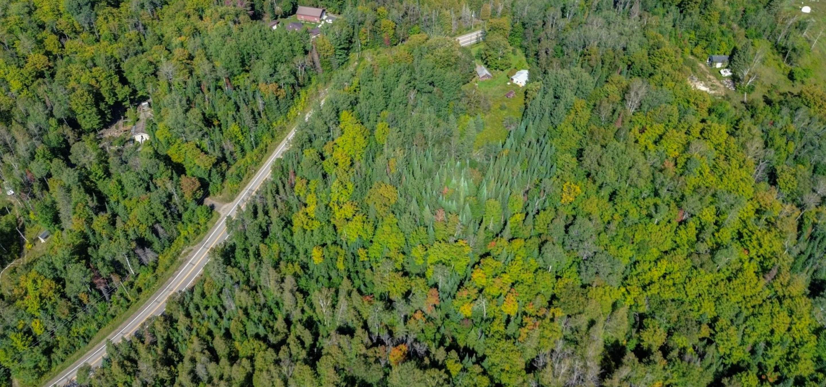 Aerial view of a treed lot 