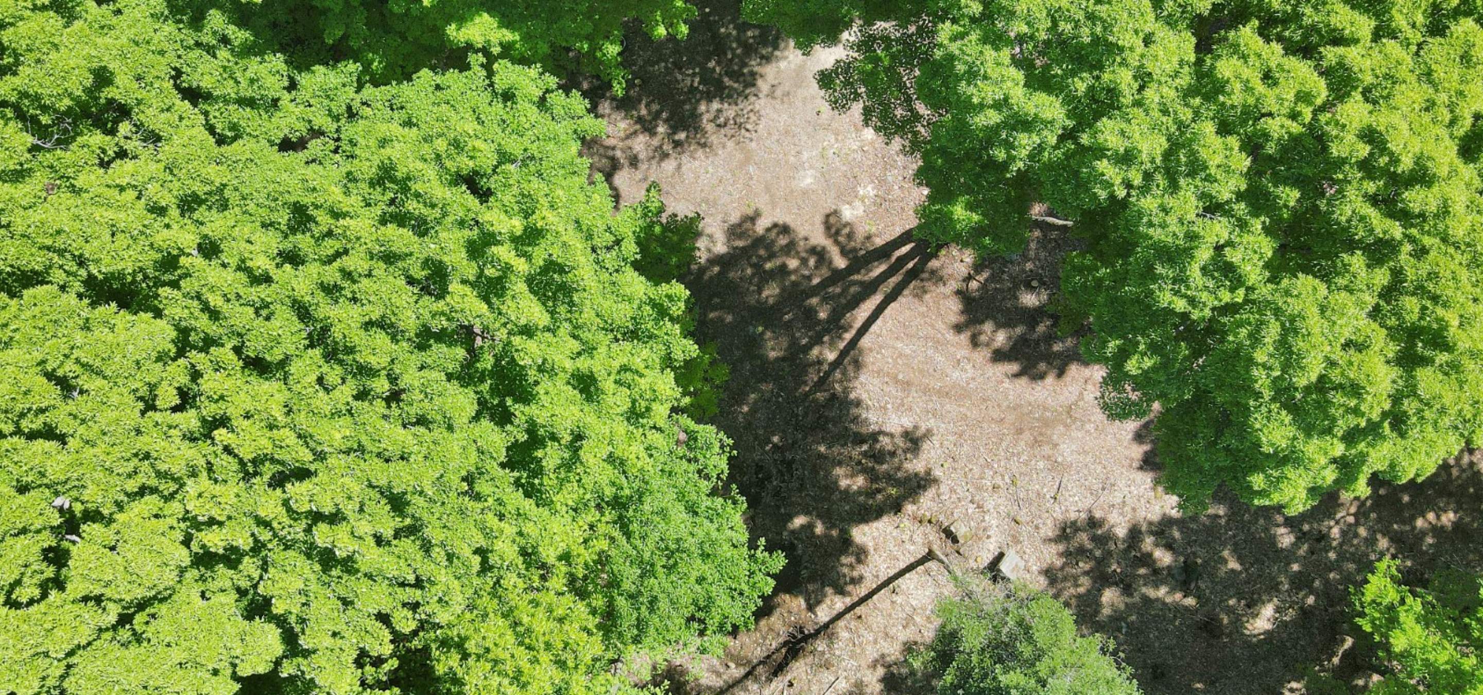 Aerial view of a cleared building lot surrounded by trees.