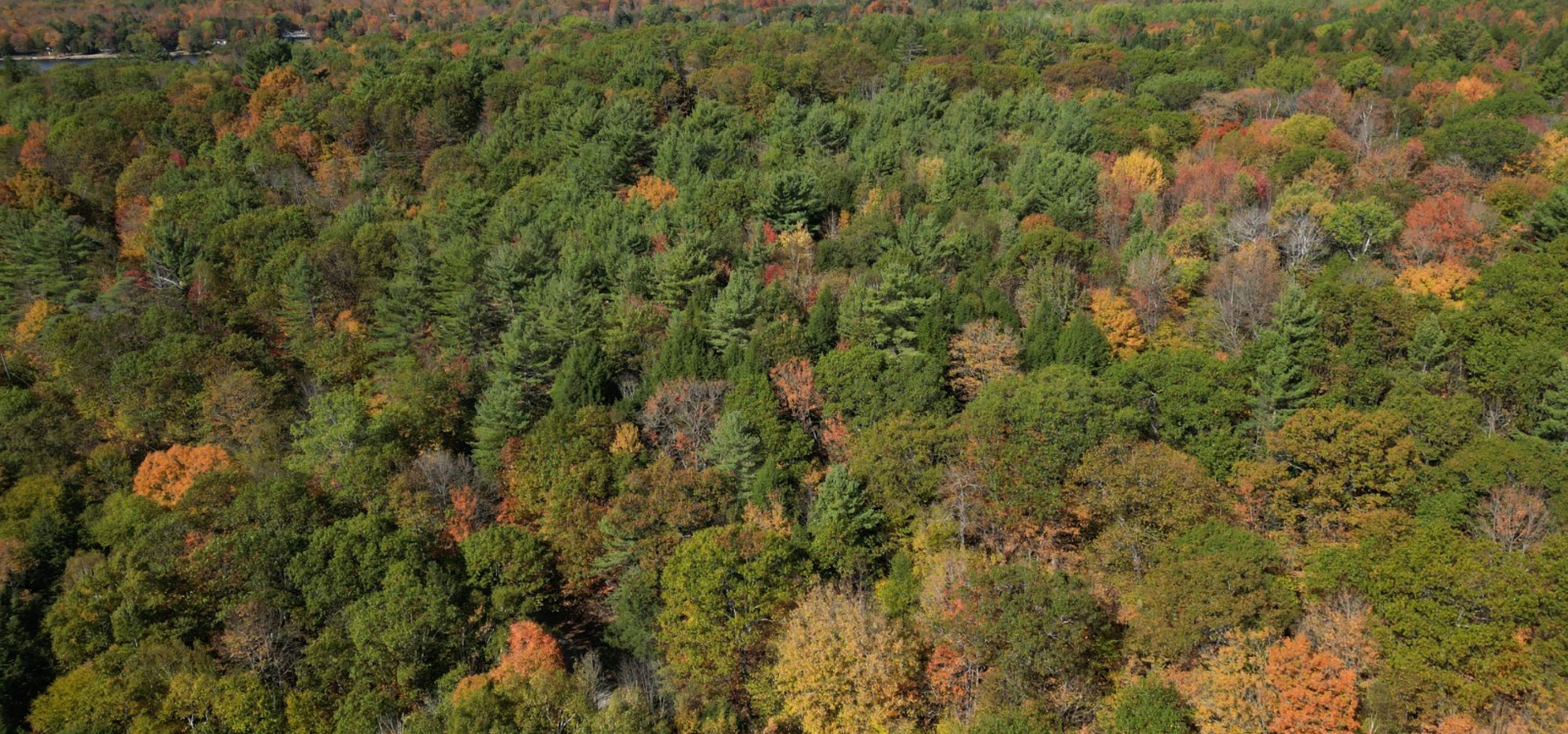 treed aerial view of a lot