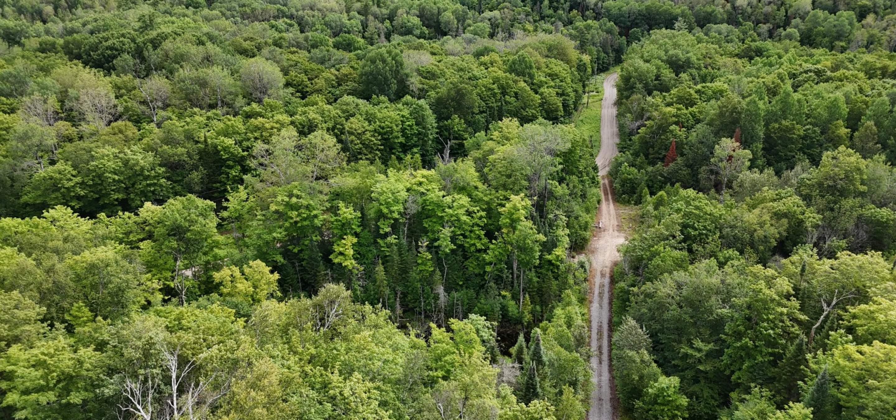 Aerial view of a treed lot with a laneway on the right side