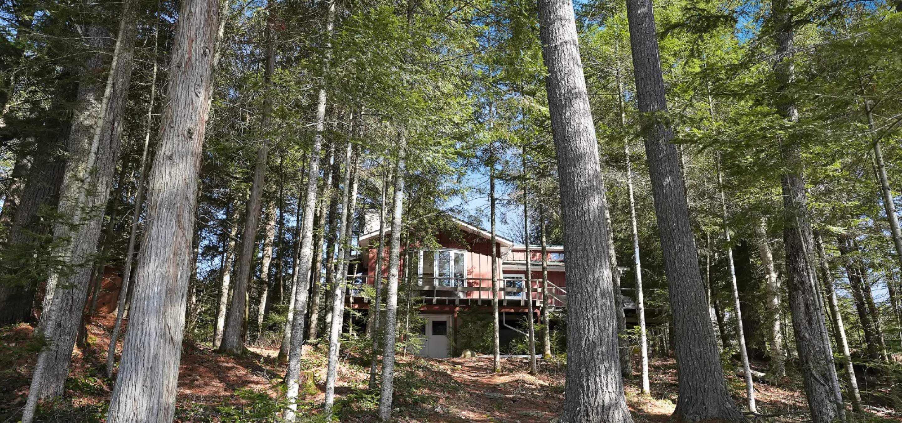 Cottage hidding behind tall trees.