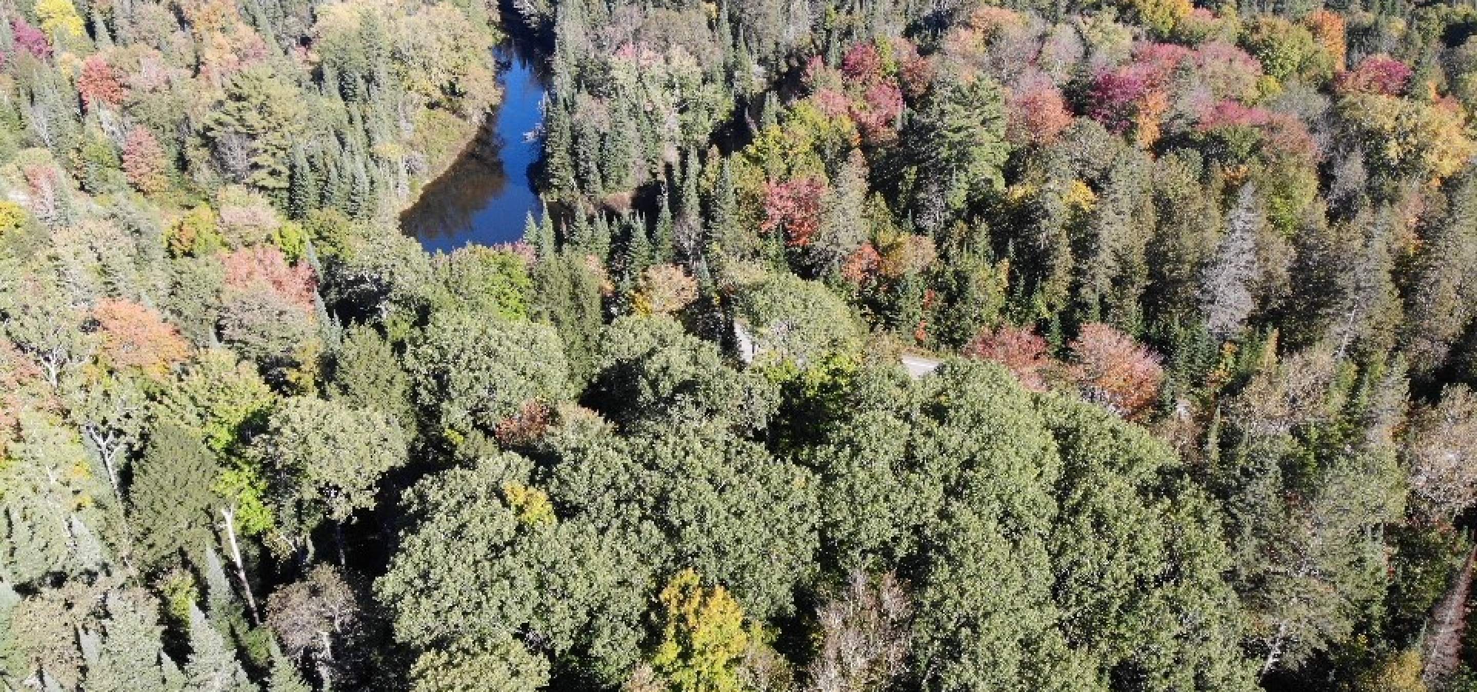7 Acres on County Road 503, Irondale