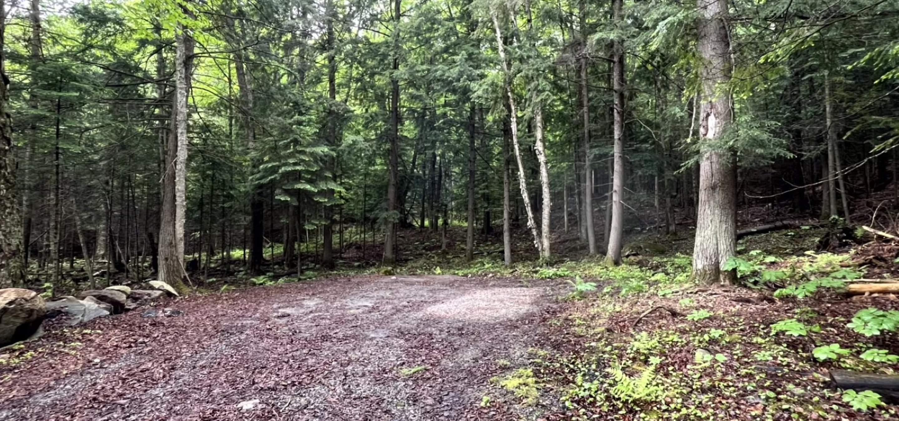 Gravel laneway leading into trees