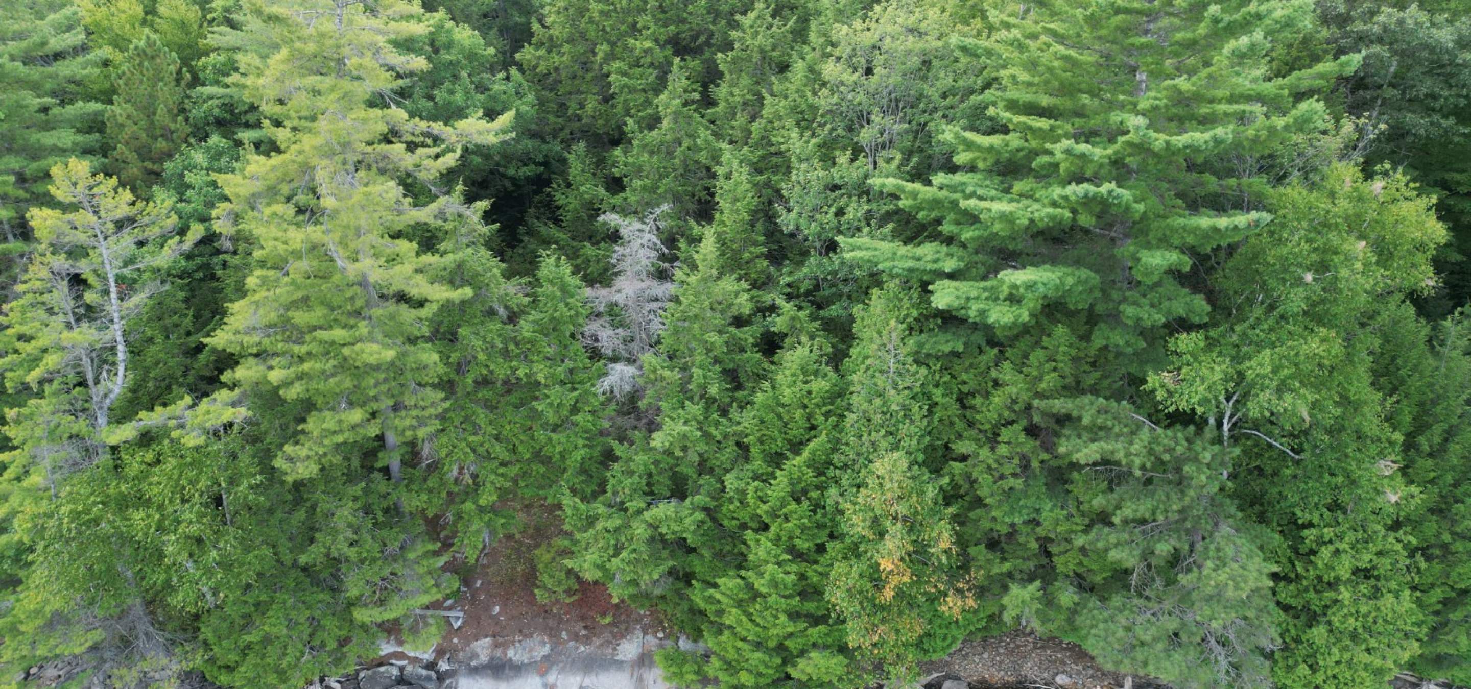 Aerial view of a vacant waterfront lot with trees