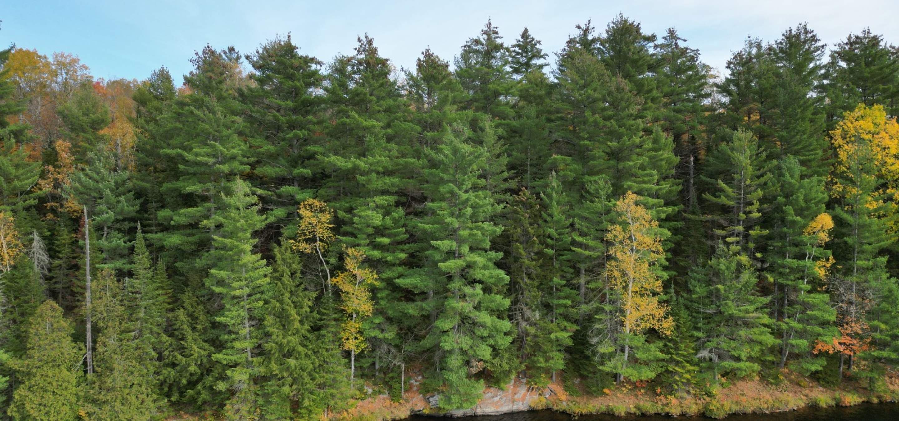 drone view of a treed lot looking from the lake. 