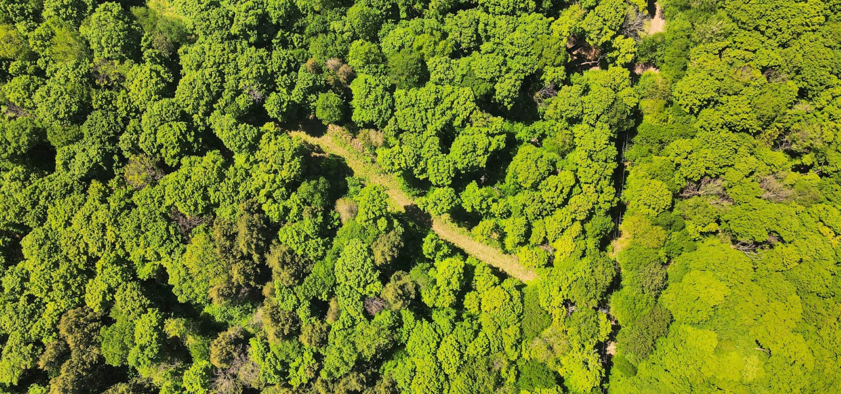 Aerial view of a building site with green trees and a cleared laneway