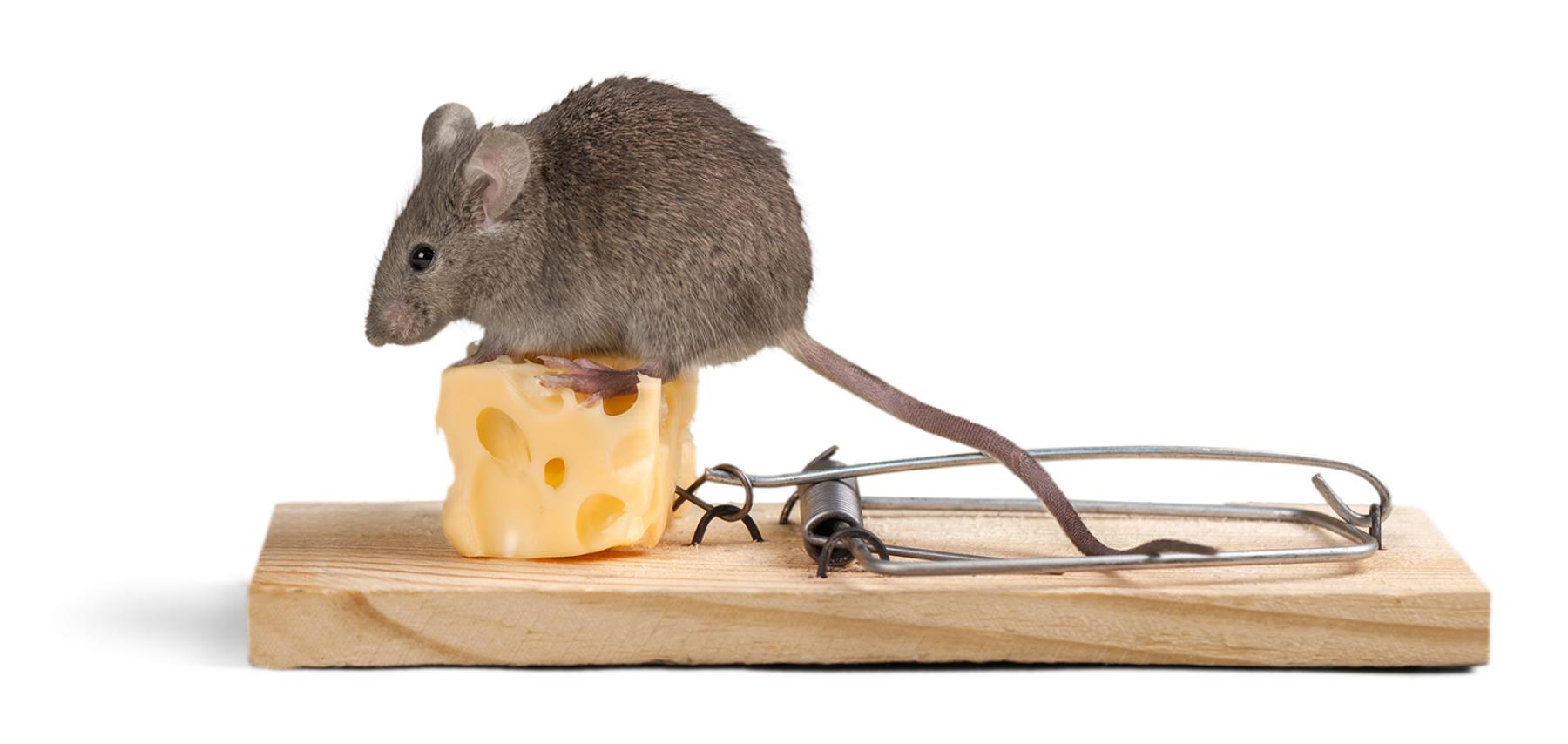 mouse_sm.jpg