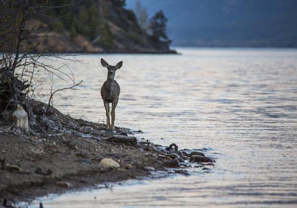 Understanding Shoreline, Road Allowances, Setbacks and Permits thumbnail