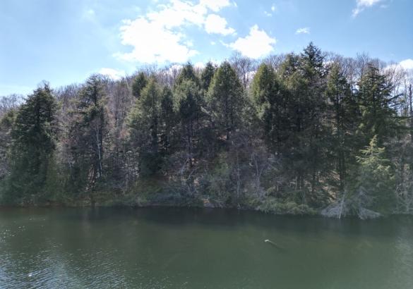 1.7 Acres, Chandler Drive on Drag Lake, Haliburton thumbnail