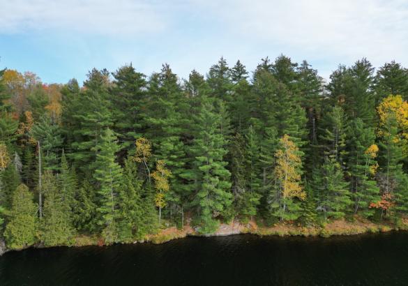 drone view of a treed lot looking from the lake. 